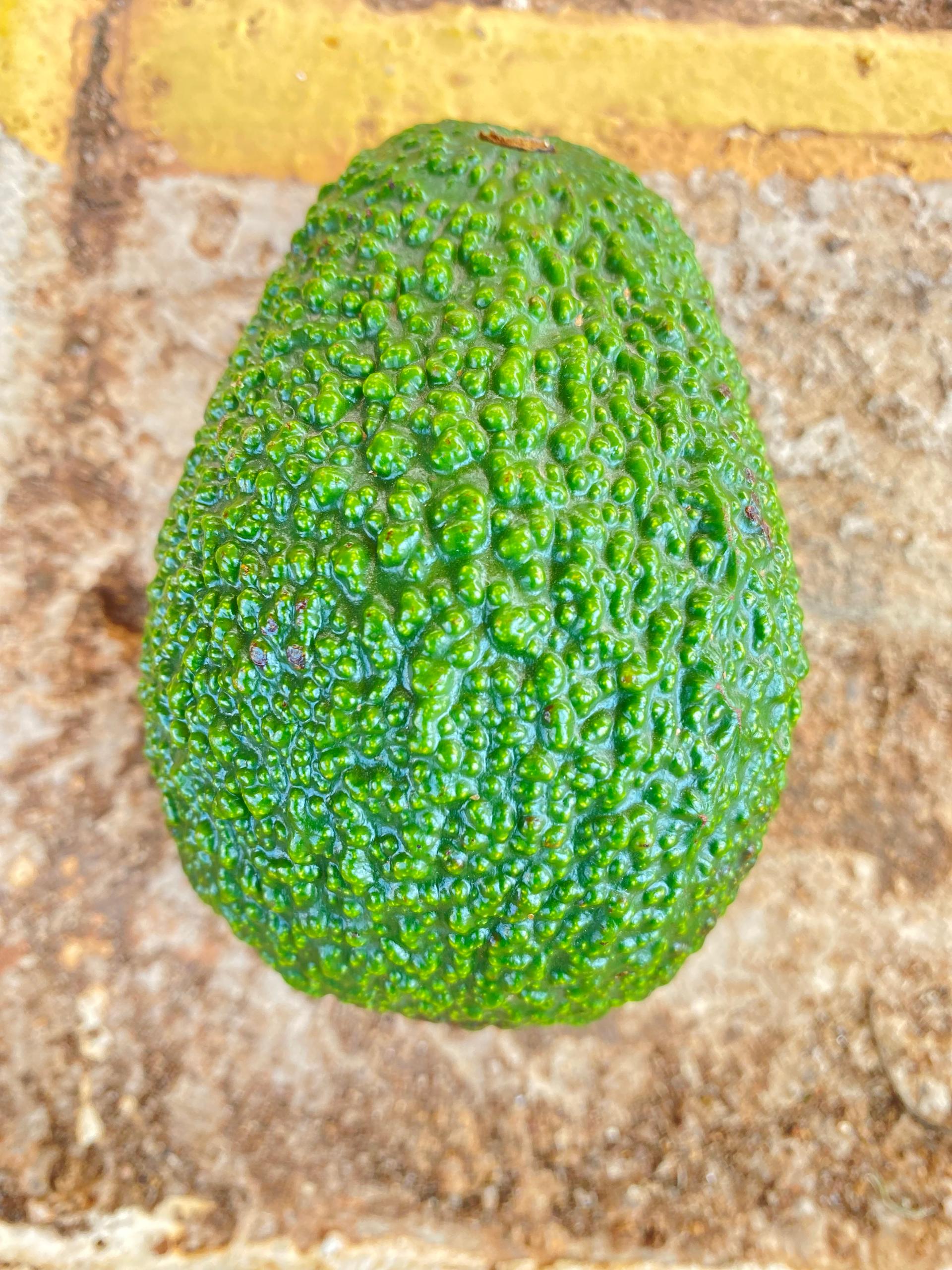 Quality Avocado