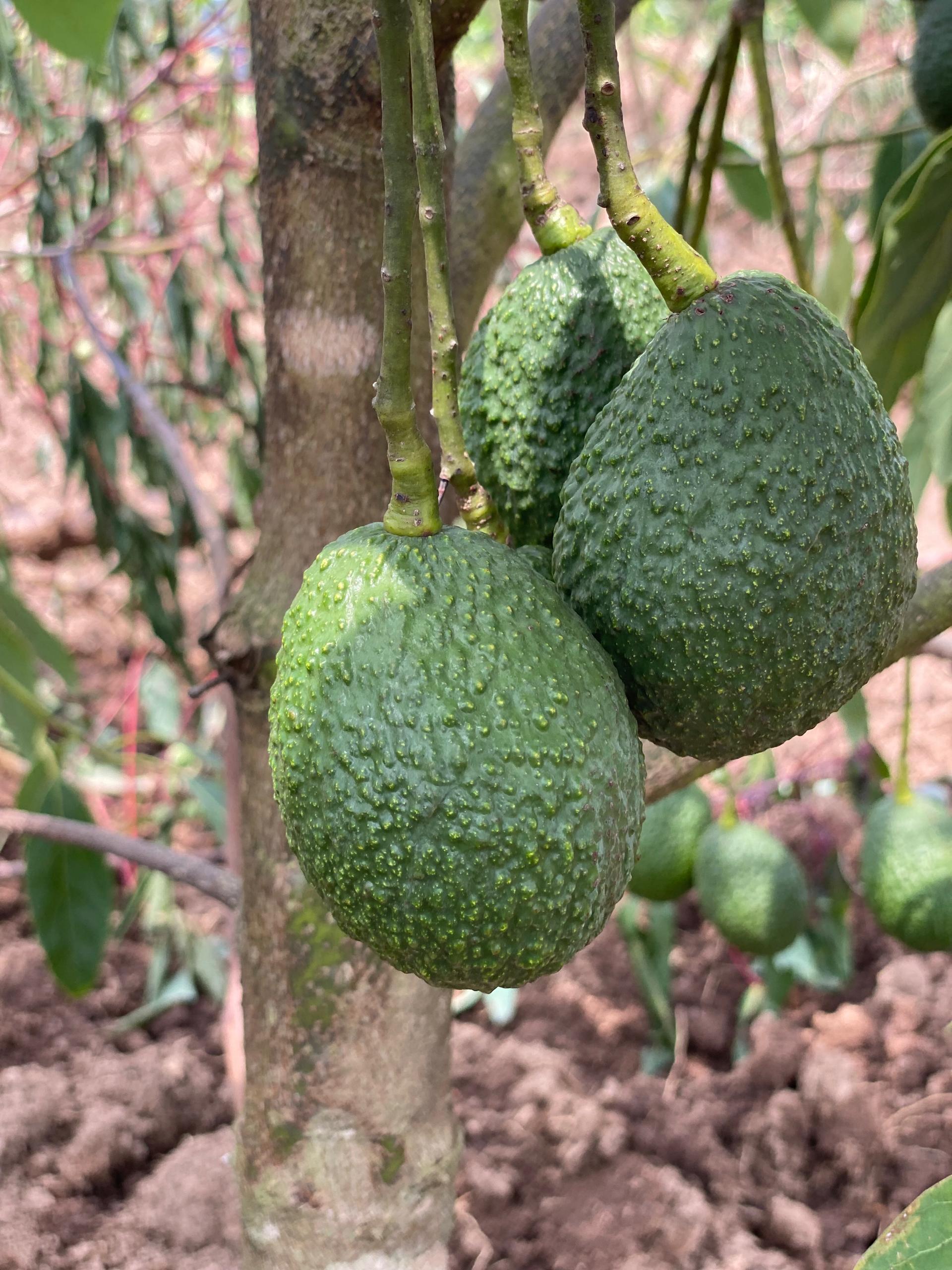 Avocados on Tree